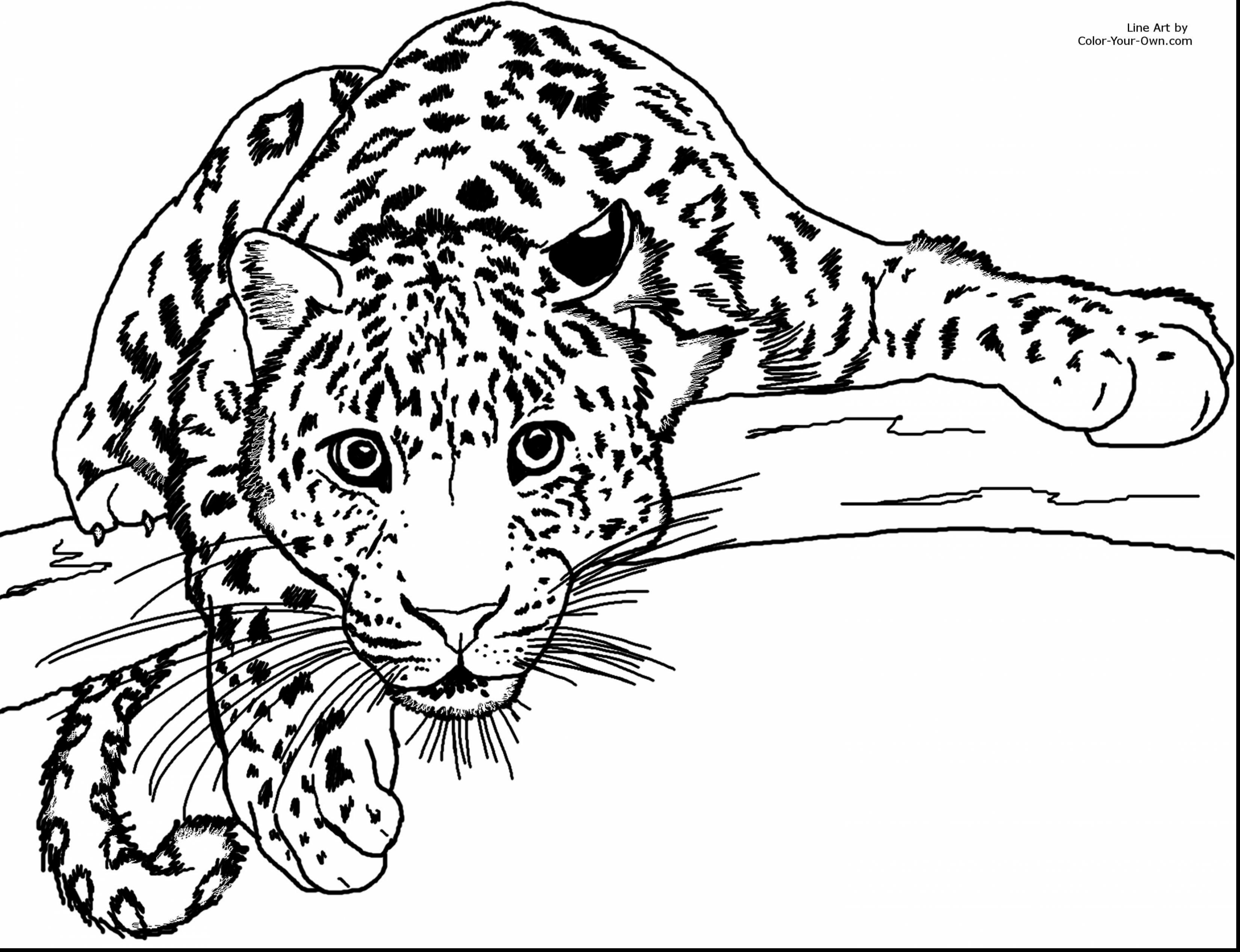 3300x2534 Popular Cheetah Coloring Pages To Print 26