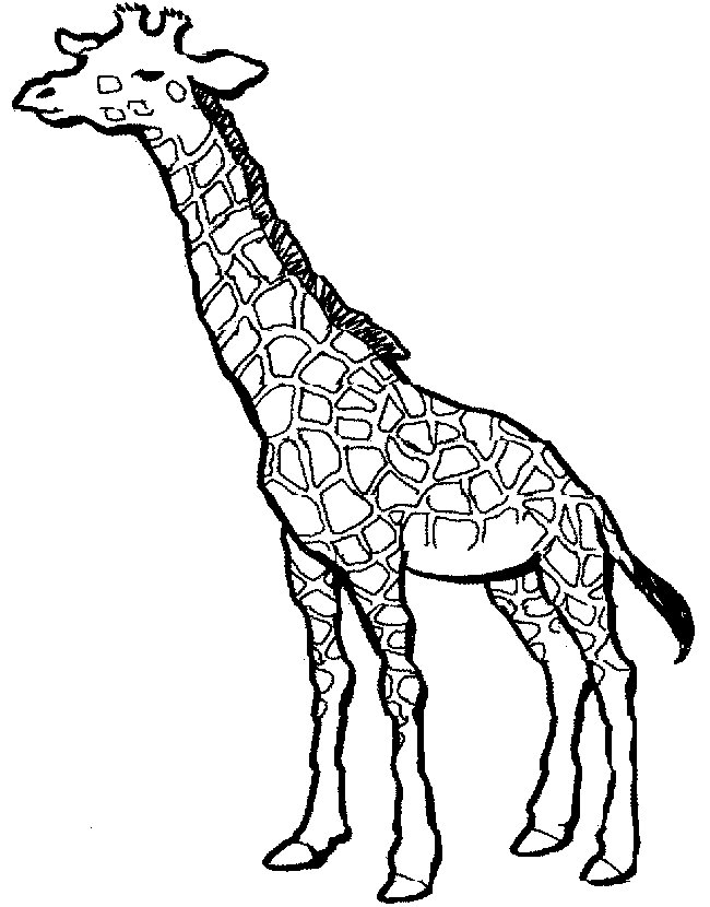 650x830 Coloring Activity Pages Giraffe Coloring Page