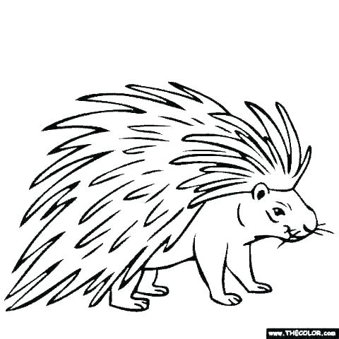 480x480 Porcupine Coloring Pages 12