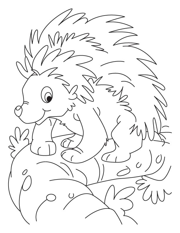 612x792 Cute Porcupine Coloring Page