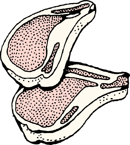 534x594 Pork Chops 2 Clip Art