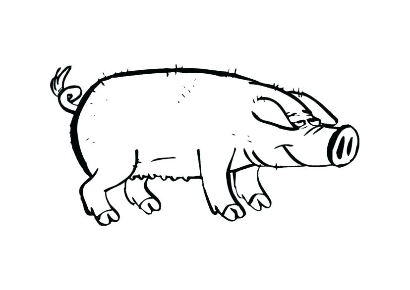 827x586 Pig Coloring Pages Free Printable Happiness Family Pig Coloring