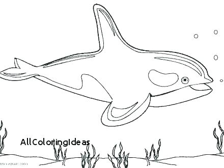 440x330 A Realistic Coloring Page Of A Harbor Porpoise Fur Seal Swimming