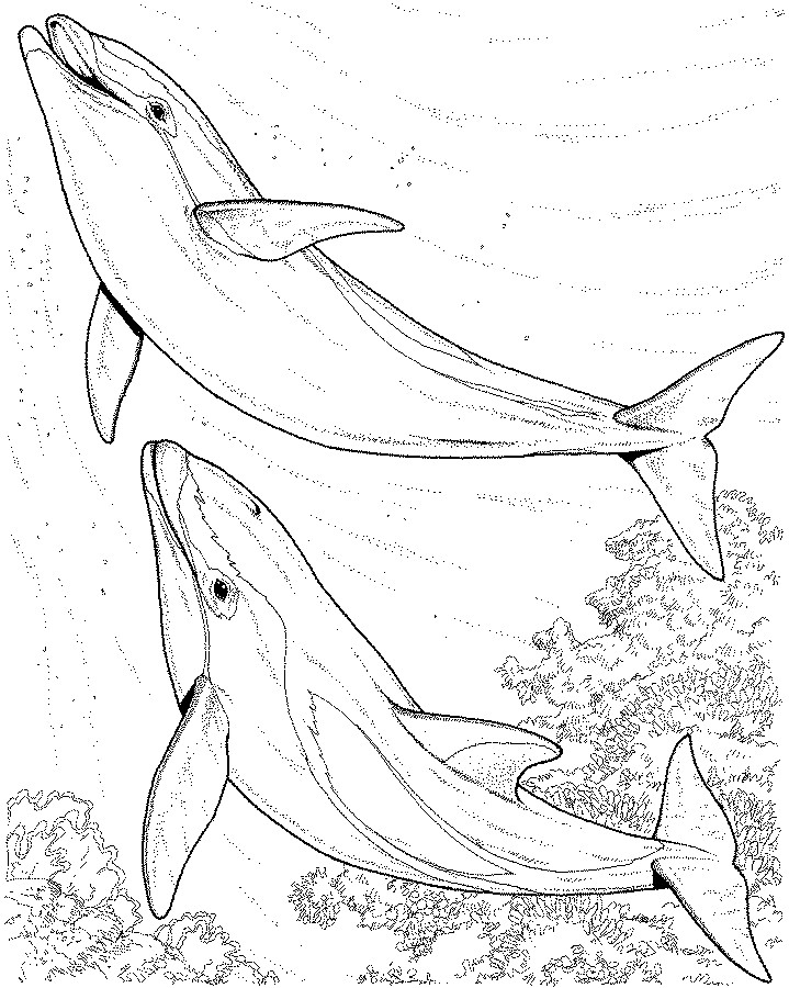 719x900 Animal Coloring Pages Children's Best Activities