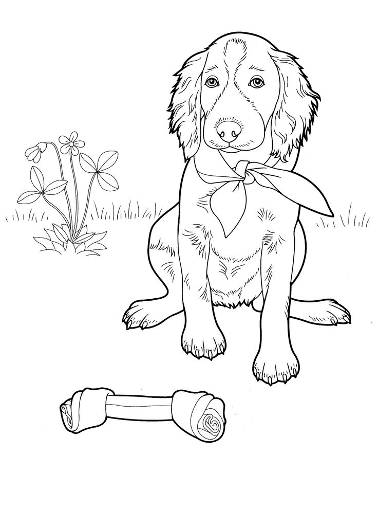 Portuguese Water Dog Coloring Page