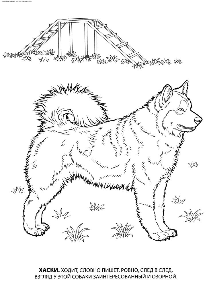 736x993 27 Best More Dogs To Color Images On Colouring Pages