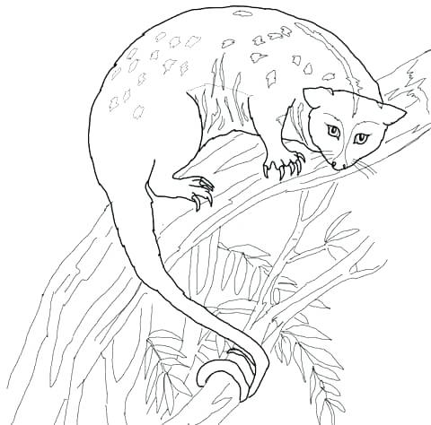 480x474 Opossum Coloring Pages Opossum Coloring Pages Click To See