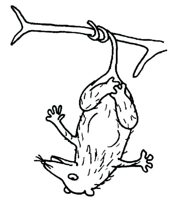 600x705 Opossum Coloring Pages Opossum Coloring Pages Free Hanging Possum