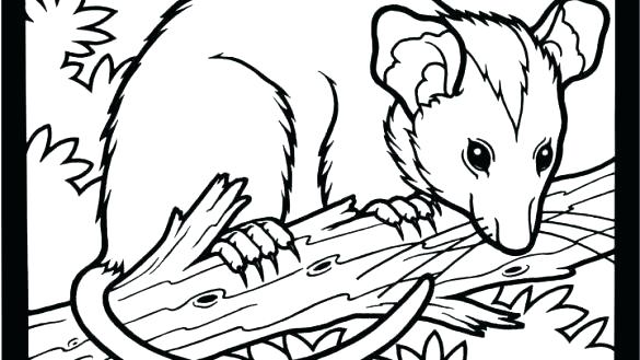 585x329 Opossum Coloring Pages Opossum Coloring Pages Opossum Coloring