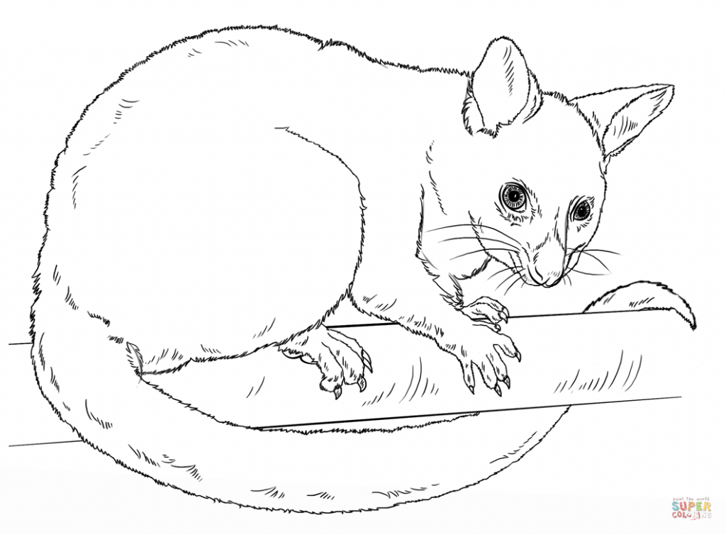 1024x754 Possum Coloring Page