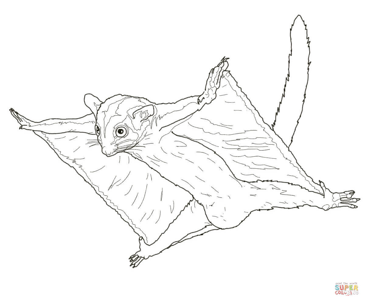 1200x994 Possum Coloring Page Printable Opossum Pages Magic Colouring