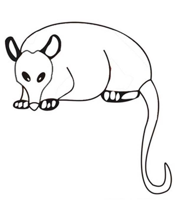 600x733 Possum Outline Coloring Page Color Luna