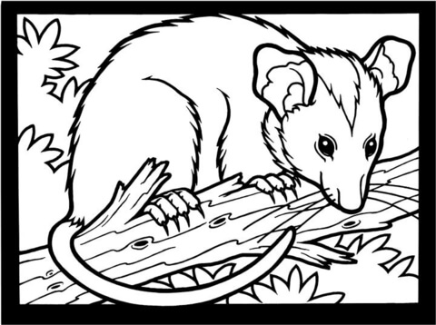 480x358 Possum Colouring Pages Opossum Coloring Page Free Printable