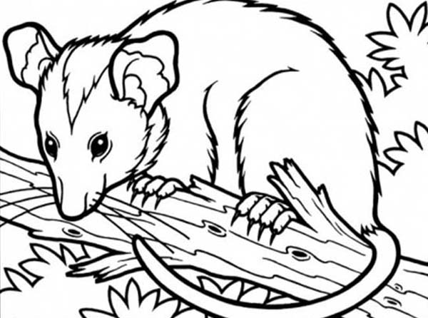 600x446 Possum Colouring Pages Possum Sitting On Tree Branch Coloring Page