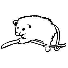230x230 Top 10 Possum (Opossum) Coloring Pages For Your Kids