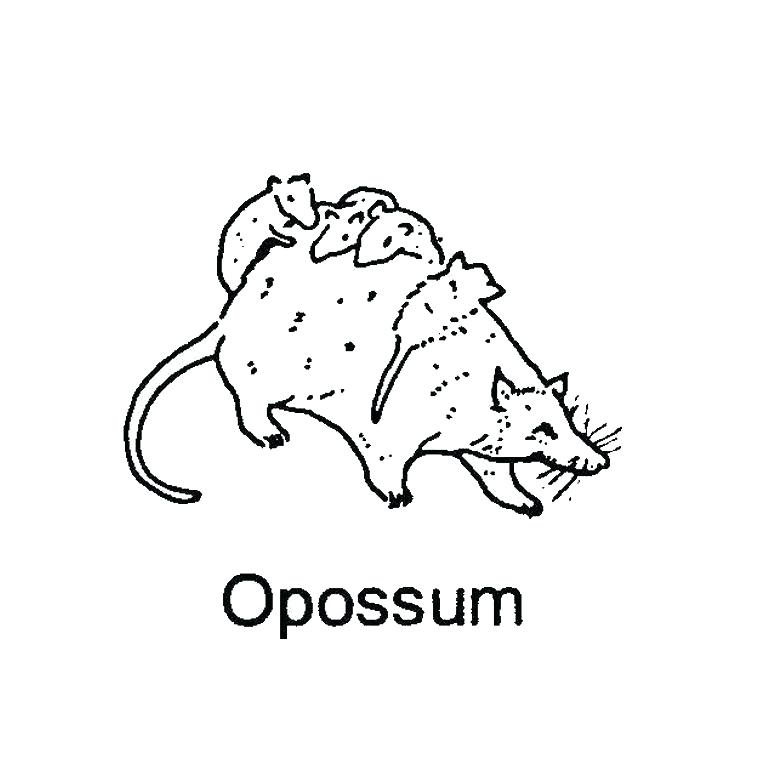 760x760 Opossum Coloring Page O Possum Colouring Pages