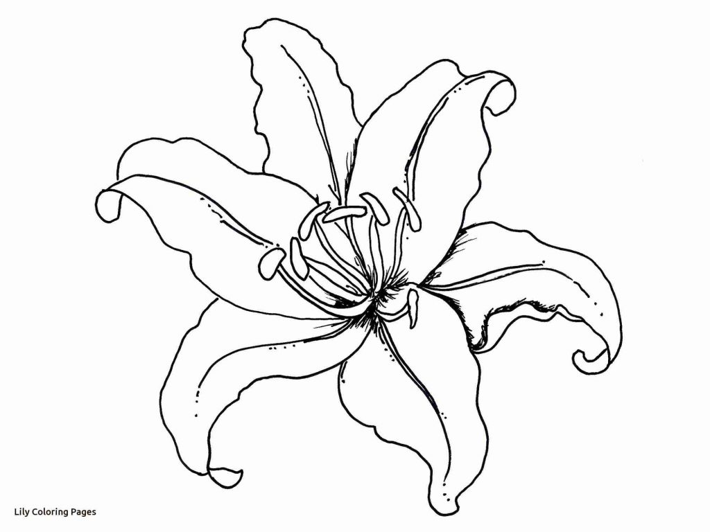 1024x768 Coloring Pages And Coloring Books. Lily Coloring Pages
