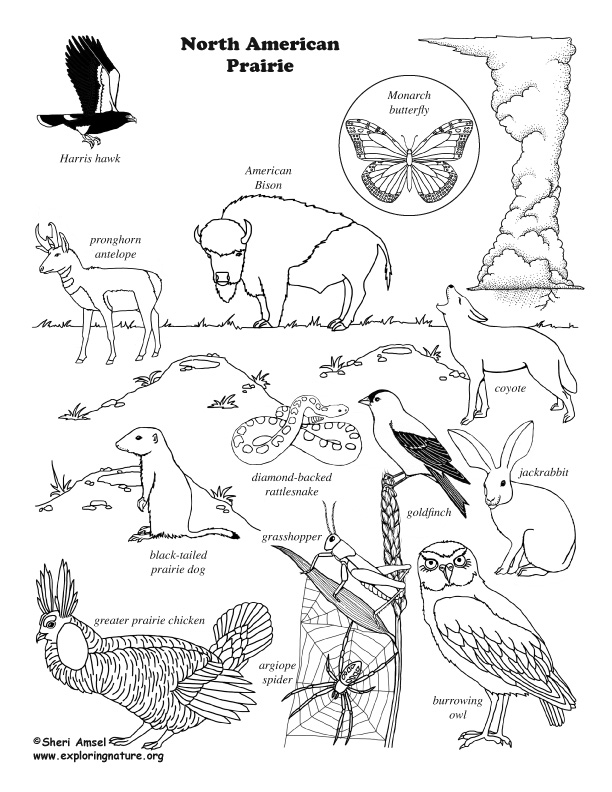 612x792 Prairie (American) Coloring Page