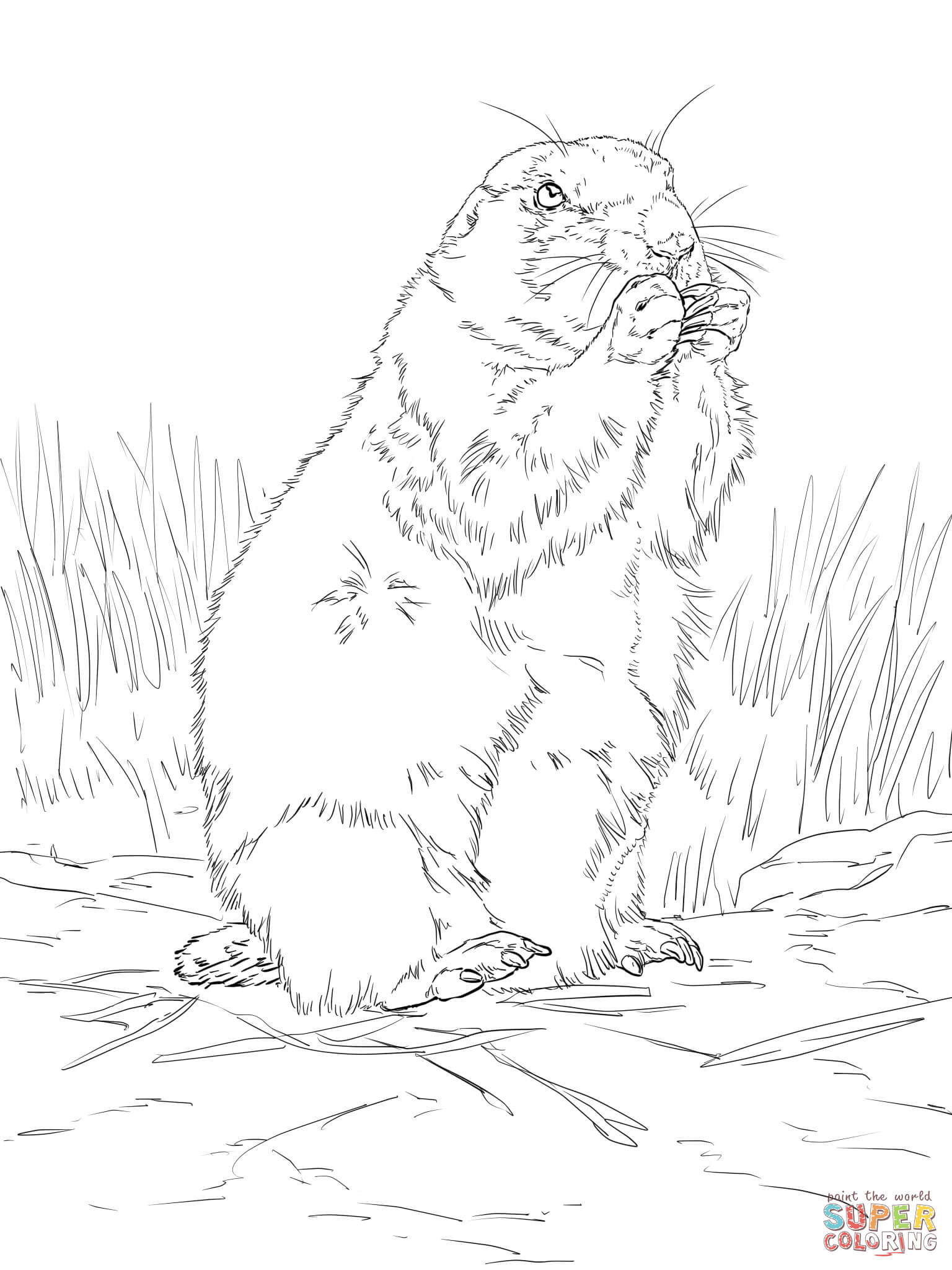 1536x2048 Black Tailed Prairie Dog Coloring Page Free Printable Pages Endear