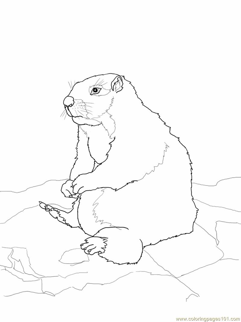800x1066 Sitting Gopher Or Prairie Dog Coloring Page