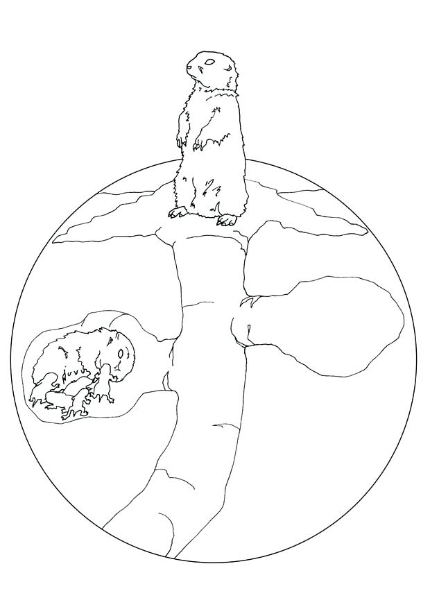 620x875 Prairie Dog Coloring Page Coloring Page Prairie Dog Nest Prairie