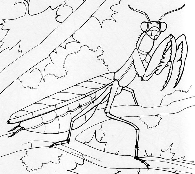 674x600 Praying Mantis Coloring Page Creativetherapytools