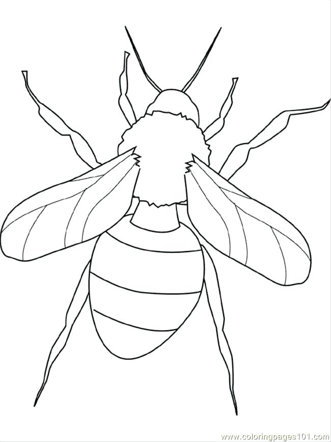 650x866 Awesome Grasshopper Coloring Page Praying Mantis Coloring Page