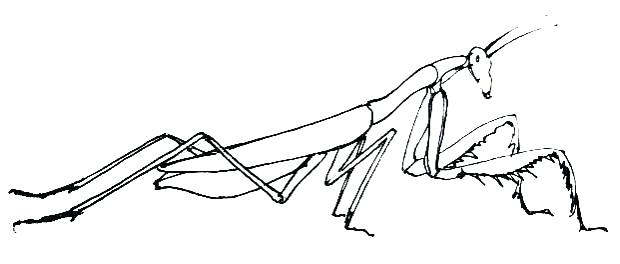 620x264 Praying Mantis Coloring Page How To Draw A Praying Mantis Picture