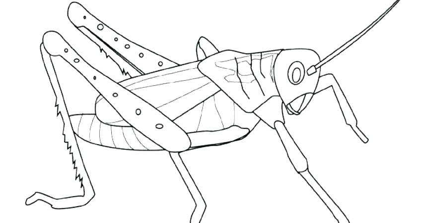 860x450 Praying Mantis Coloring Page Praying Mantis Coloring Page Awesome