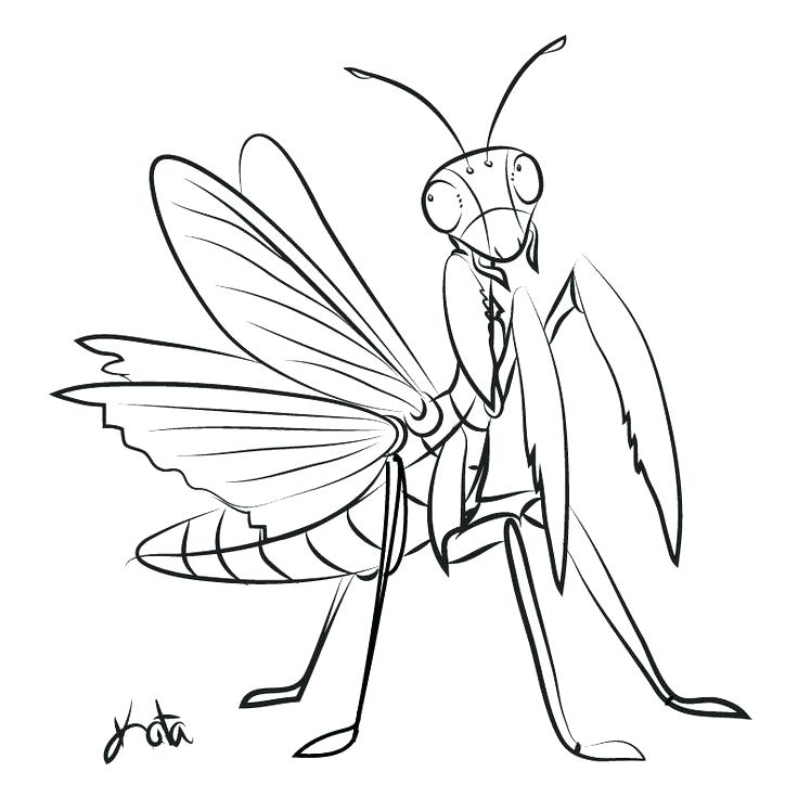 736x736 Praying Mantis Coloring Page Praying Mantis Coloring Page Praying