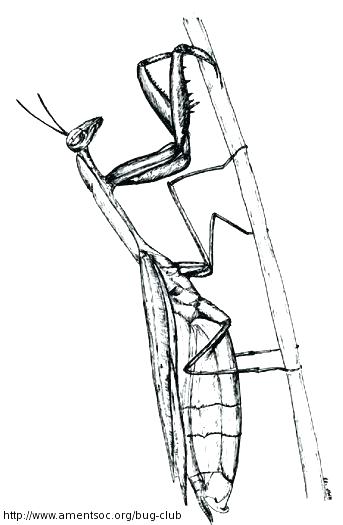 343x525 Praying Mantis Coloring Page Praying Mantis Colouring Page
