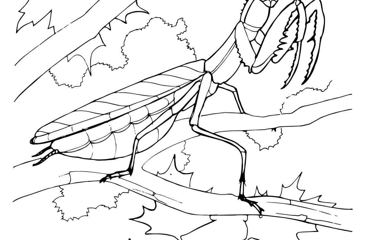 1224x800 Praying Mantis Colouring Pages Color Page Coloring Sheets Insects