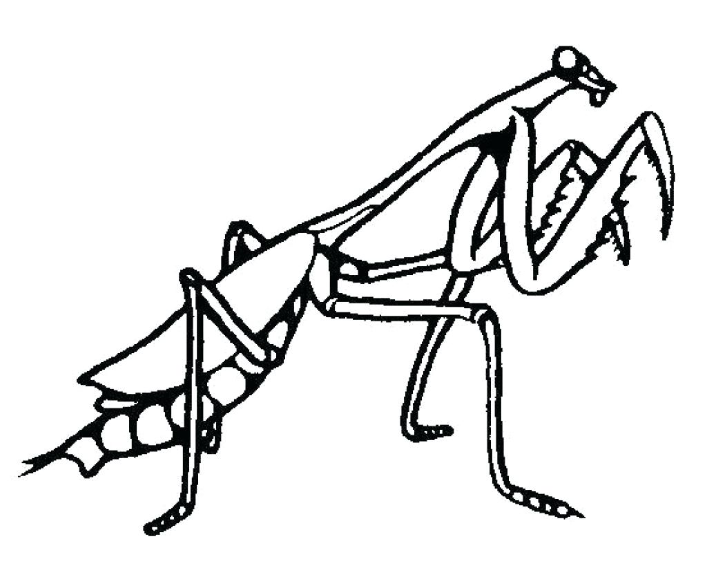 1024x822 Fried Egg Colouring Pages Praying Mantis Coloring Page Delicious