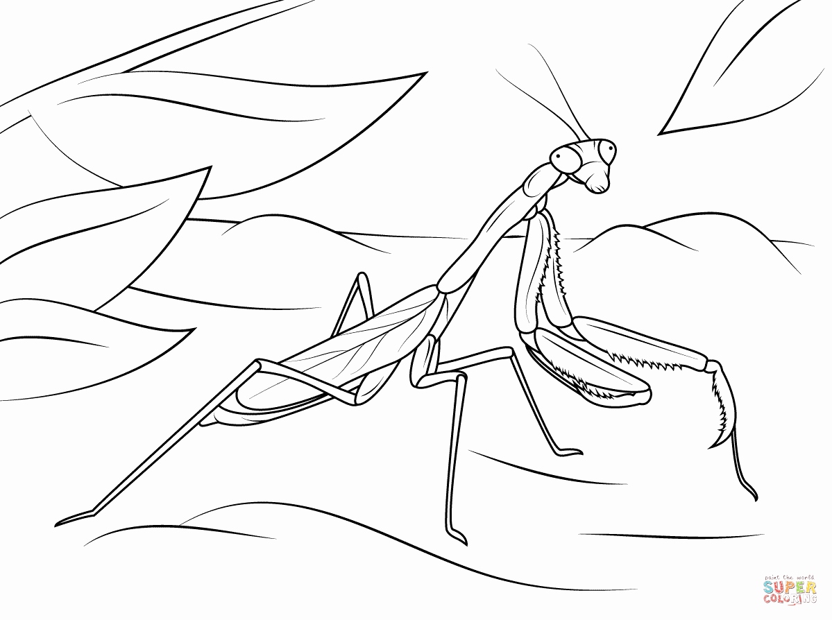 1199x894 Great Praying Mantis Coloring Page Ninja Turtle Turtles Coloring