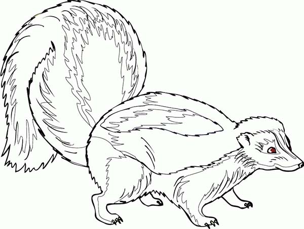 600x453 Pregnant Skunk Coloring Page Color Luna