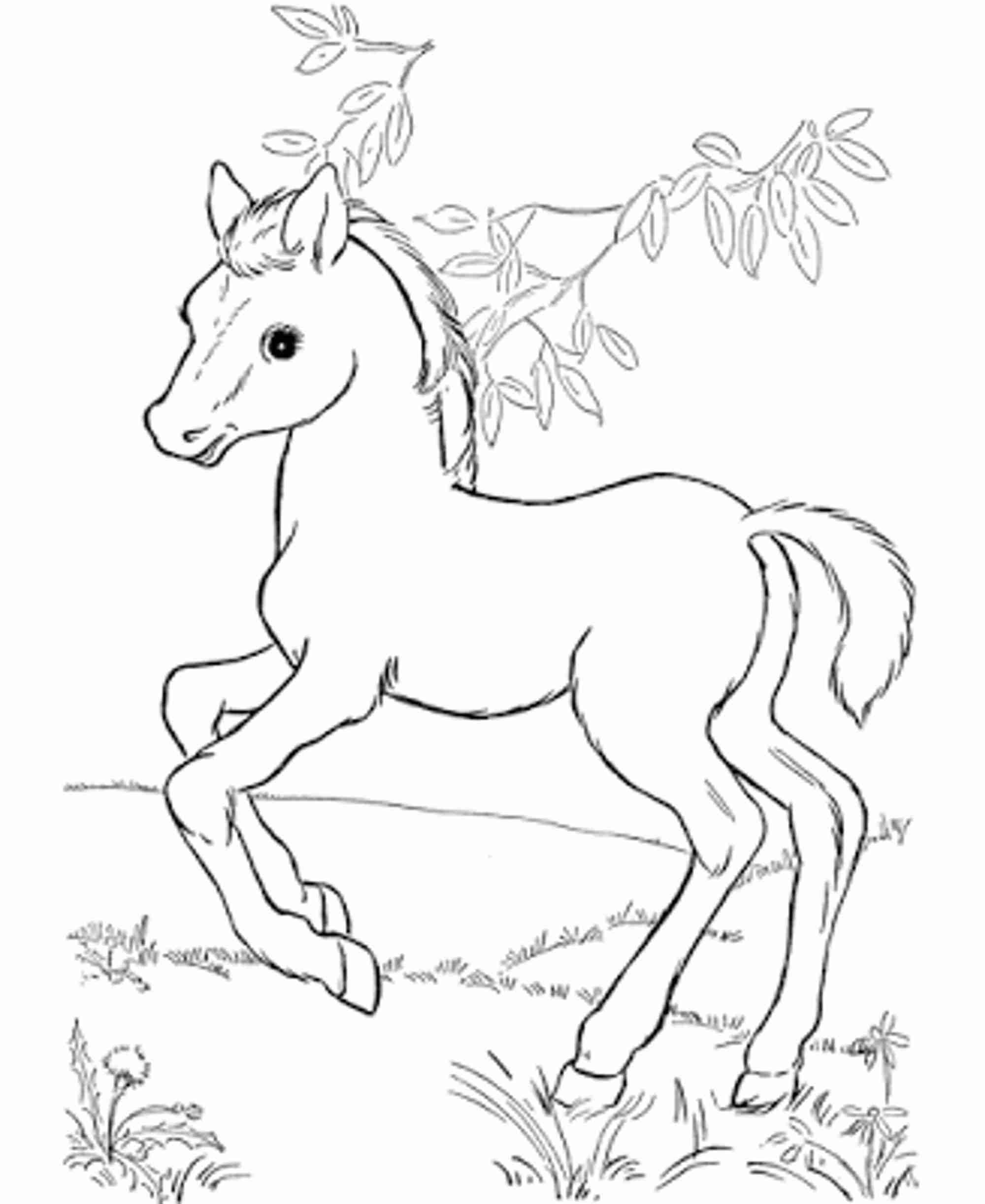 2000x2446 Baby Horse Coloring Pages Depetta 2018 Endearing Enchanting Cute