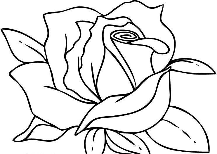743x527 Rose Color Sheets Rose Coloring Pages The Most Beautiful Flower