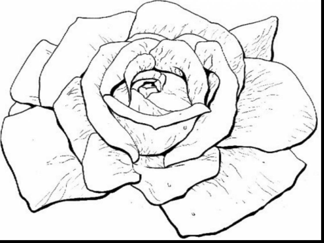 1126x844 Top 10 Beautiful Rose Coloring Pages Drawing Exceptional Pictures