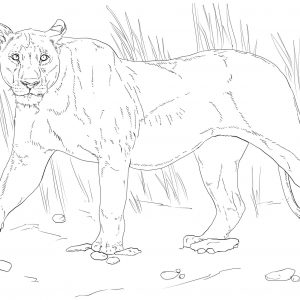 300x300 Fresh Lion Pride Coloring Pages Swia.co