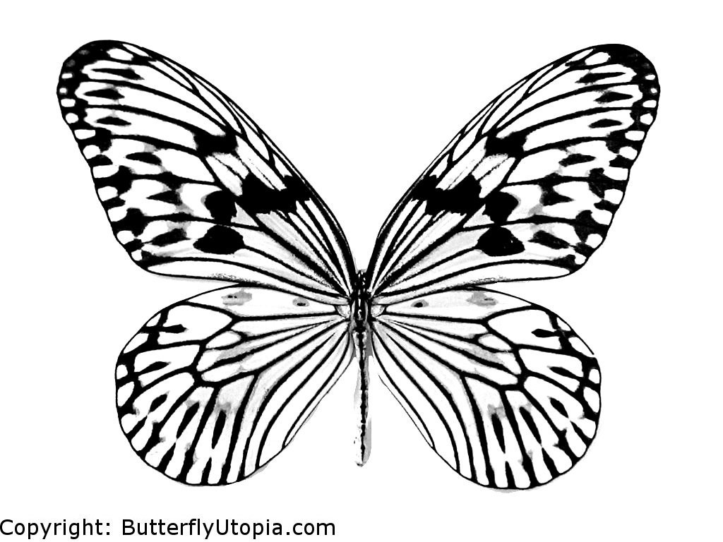 1024x768 Butterfly Coloring Pages, Butterfly Crafts, Page, Drawings