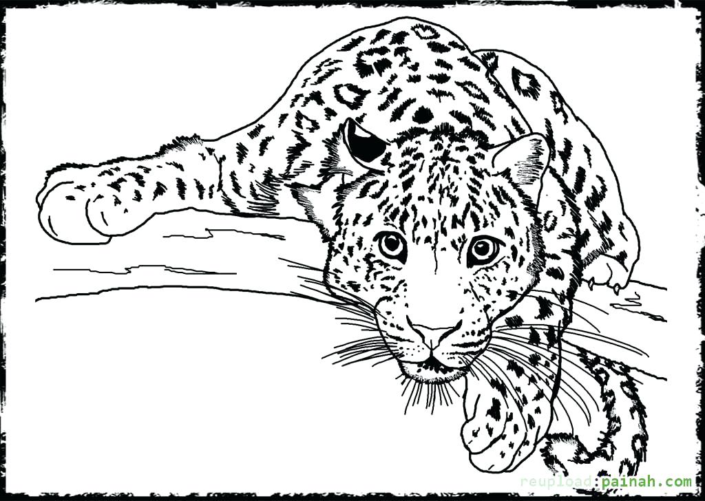 1024x728 Printable Animals Coloring Pages Luxury Anime Animal Coloring