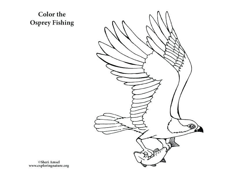 792x612 Bird Coloring Pages To Print Beautiful Angry Bird C Pages In Pages