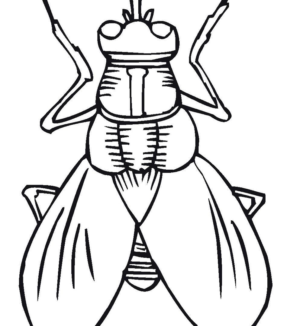 950x1080 Insect Coloring Pages Formidable Potato Bug For Free Printable