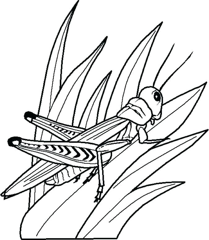 675x775 Insect Coloring Pages Insect Coloring Page Insect Coloring