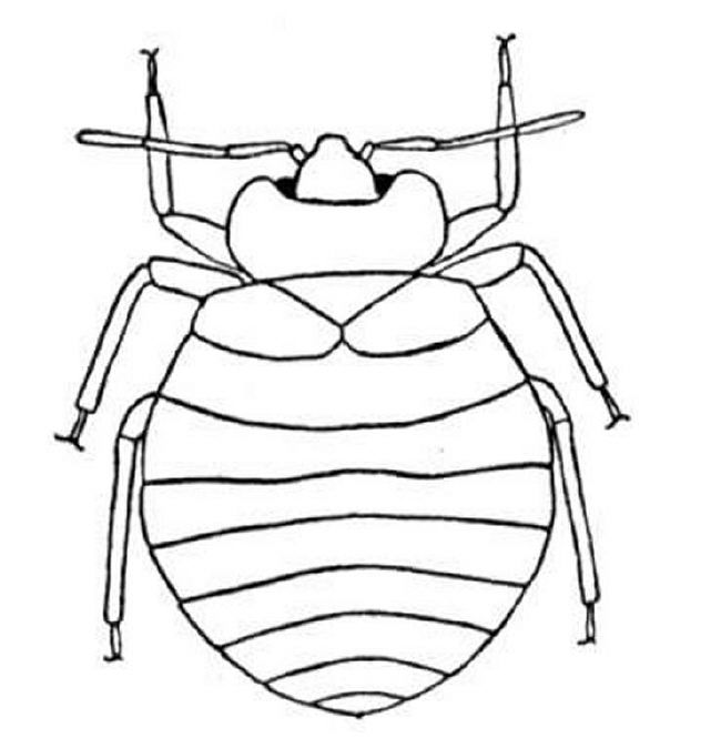 650x674 Printable Bug Coloring Pages Mike Folkerth