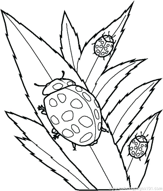 650x761 Free Printable Insect Coloring Pages Coloring Pictures Of Insects
