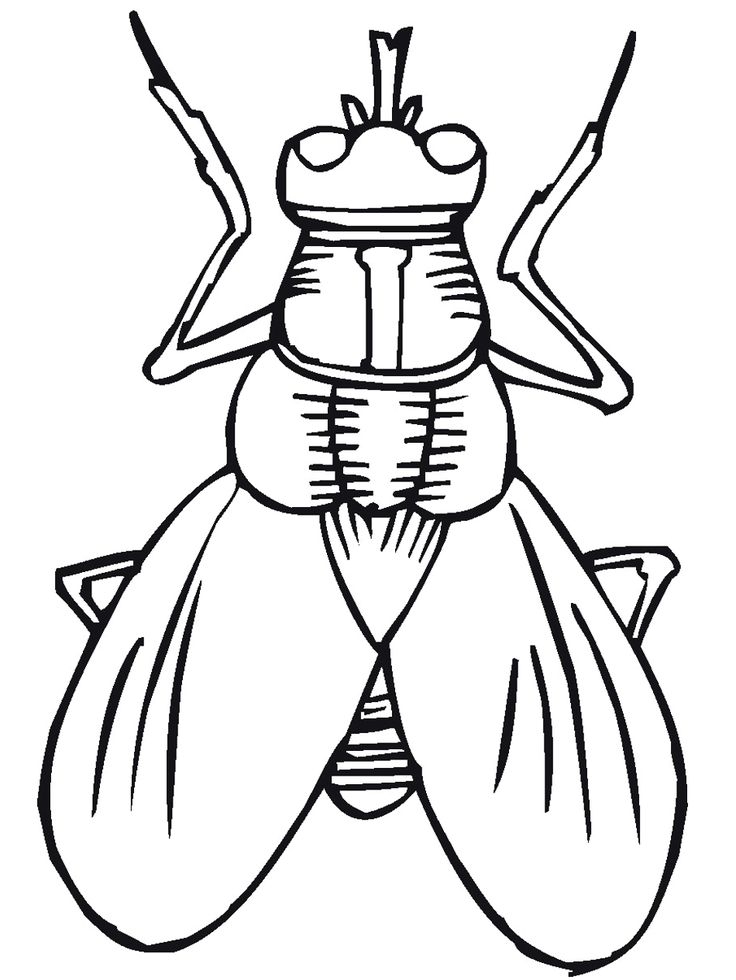 736x980 Printable Bugs Bug Amp Insect Coloring Pages