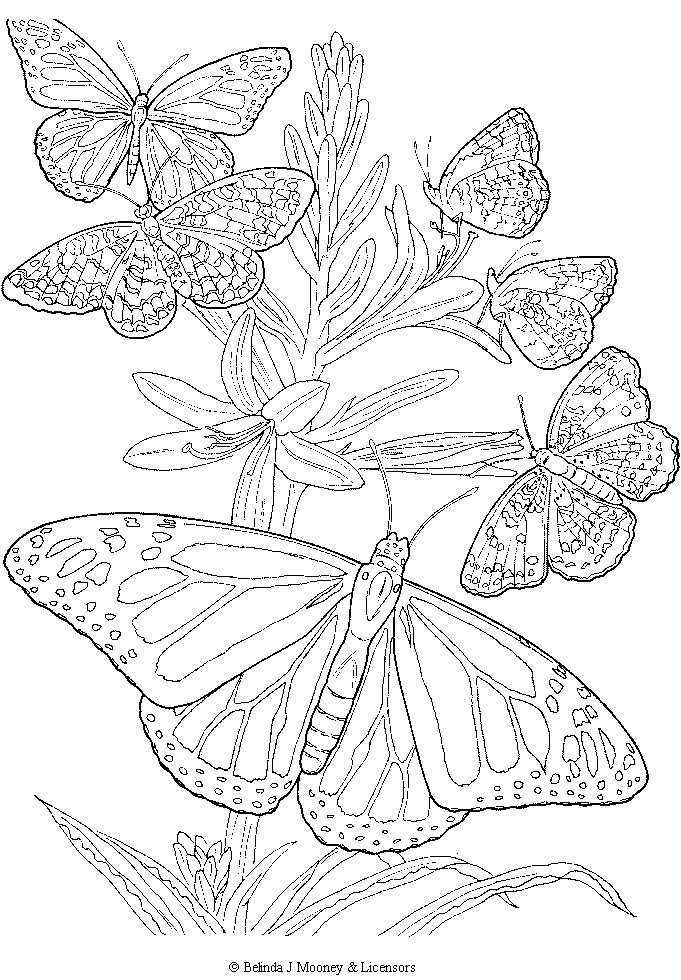 681x980 Free Printable Adult Butterfly Coloring Page Crafts I Like