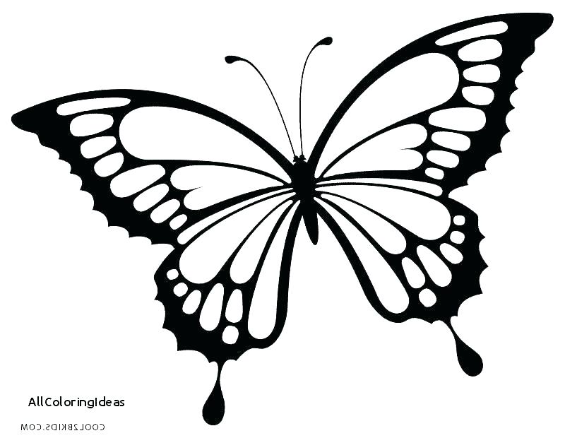 800x620 Butterfly Coloring Pages For Adults Printable Butterflies Coloring