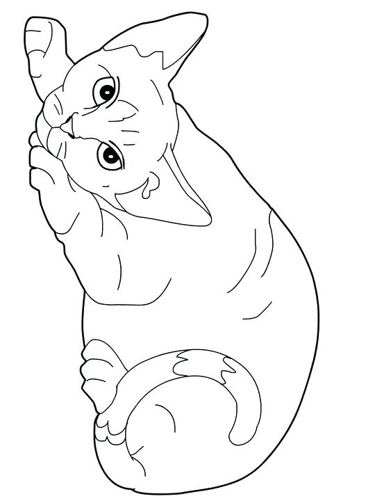 540x720 Coloring Pages Cat Cat Color Pages Printable Cats Coloring Pages